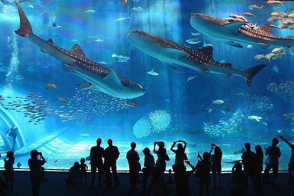 Whale sharks in the Osaka Aquarium