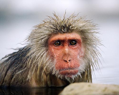 Snow Monkey in the soaking in the onsen 