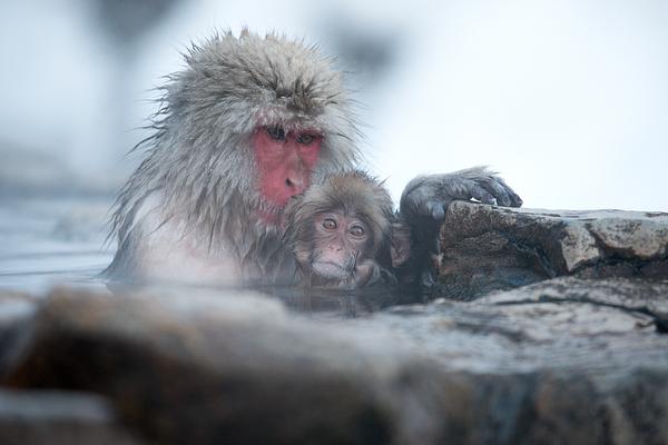 The famous Snow Monkeys of Japan is a must see adventure when visiting Madarao.